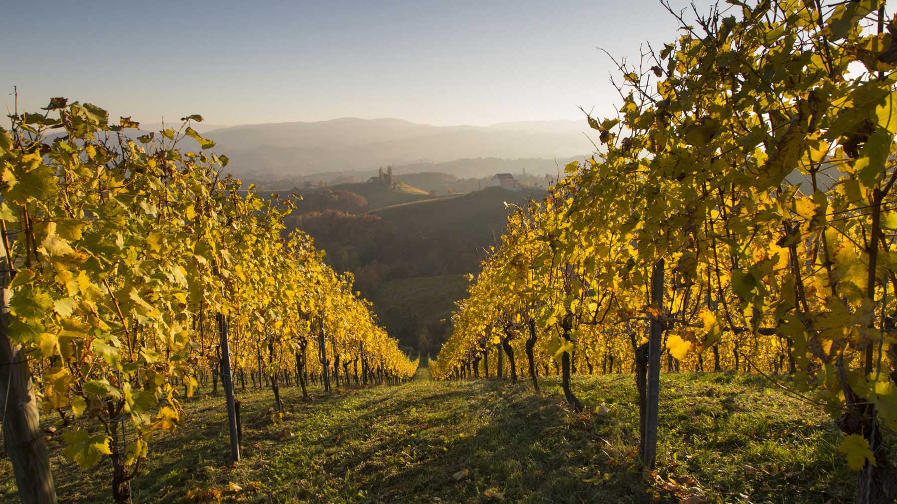 Das Weinland Österreich produziert erstklassige Weine.